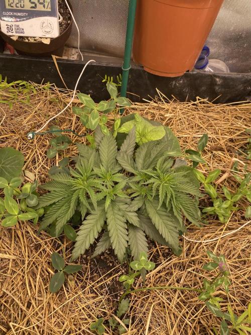 XXX #20 x End Game #5 · No-Till ScrOG. Week 5