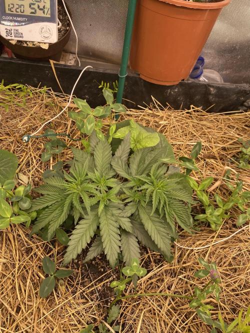 XXX #20 x End Game #5 · No-Till ScrOG. Week 5