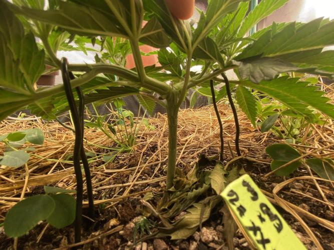 XXX #20 x End Game #5 · No-Till ScrOG. Week 5