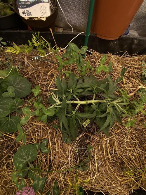 XXX #20 x End Game #5 · No-Till ScrOG. Week 5