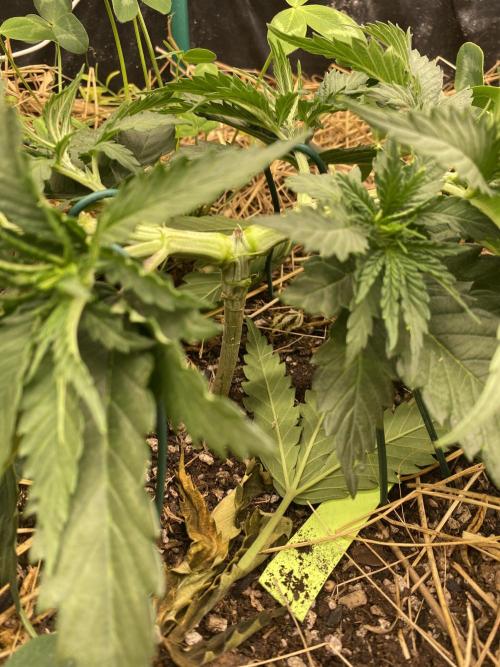 XXX #20 x End Game #5 · No-Till ScrOG. Week 5