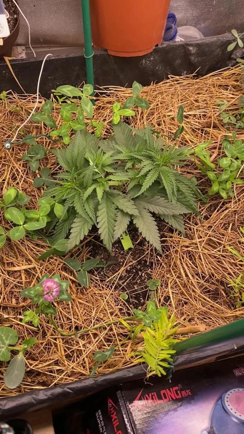 XXX #20 x End Game #5 · No-Till ScrOG