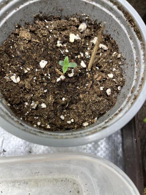 Mix rqs, ethos, symbiotic. Week 0