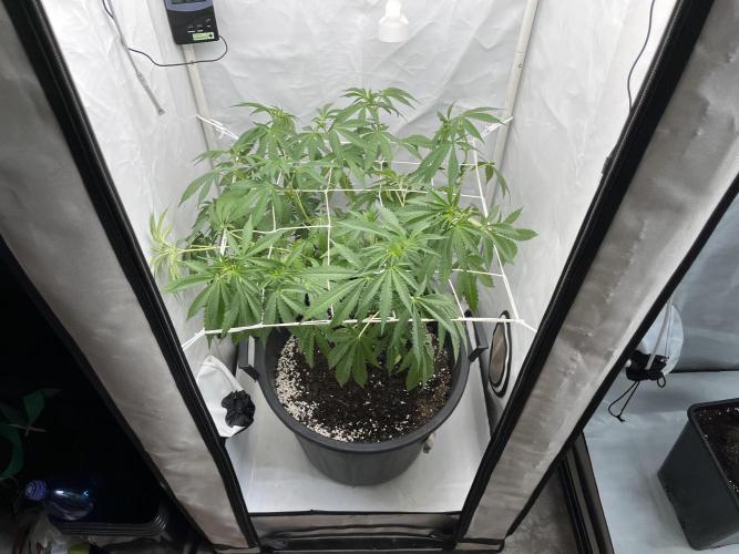 Mix rqs, ethos, symbiotic. Week 7