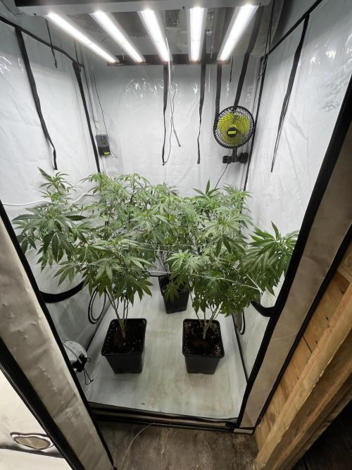 Mix rqs, ethos, symbiotic. Week 7