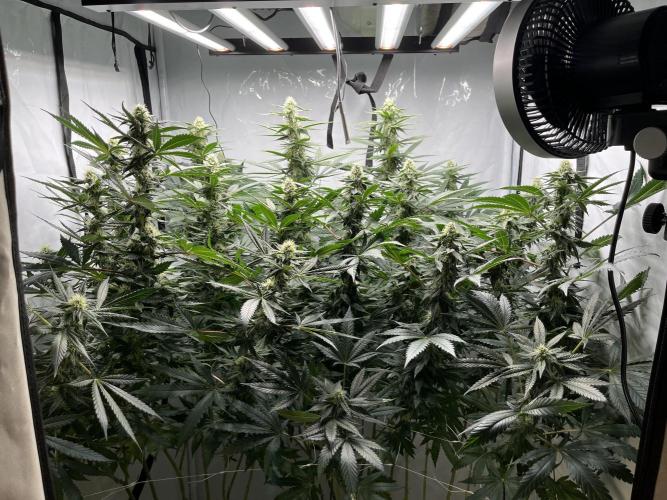 Mix rqs, ethos, symbiotic. Week 4