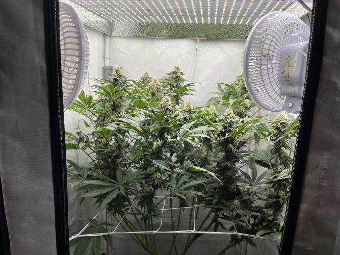 Mix rqs, ethos, symbiotic. Week 4