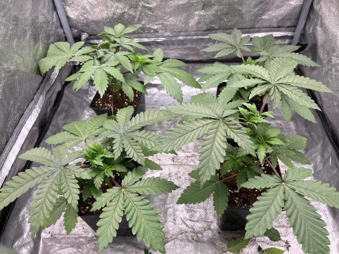 California demon - Solfire gardens 🔥. Week 3