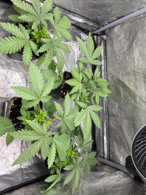 California demon - Solfire gardens 🔥. Week 3