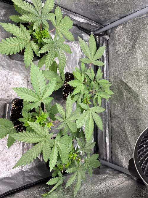 California demon - Solfire gardens 🔥. Week 3