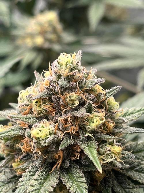 California demon - Solfire gardens 🔥. Week 8
