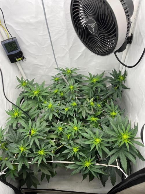 California demon - Solfire gardens 🔥. Week 4