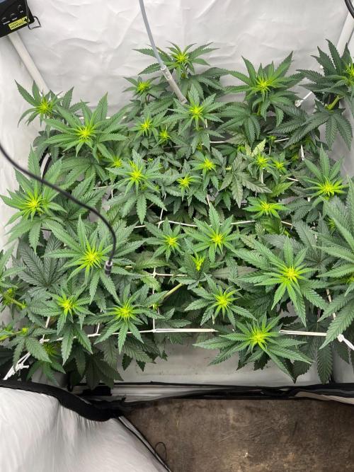 California demon - Solfire gardens 🔥. Week 4