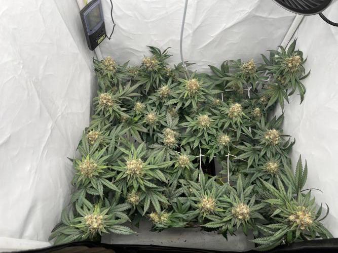 California demon - Solfire gardens 🔥. Week 8