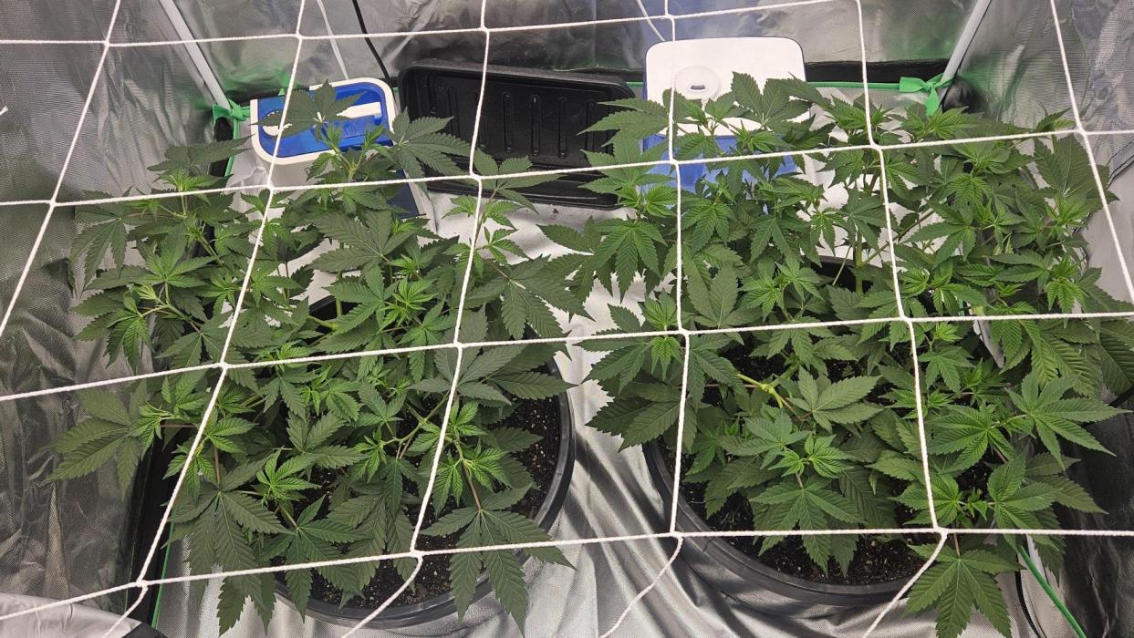 Can i get some purps. Week 7 - Left is Roxanne. Right is Ayahuasca Purple