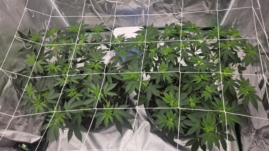 Can i get some purps. Week 8