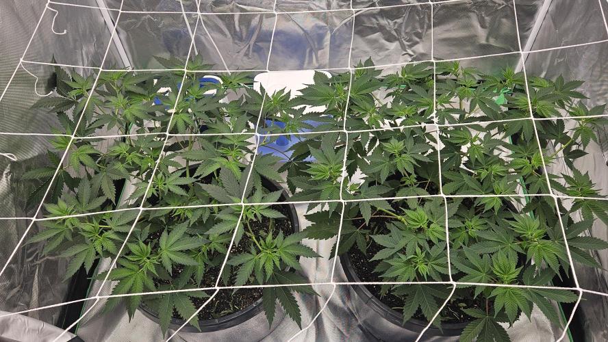 Can i get some purps. Week 8