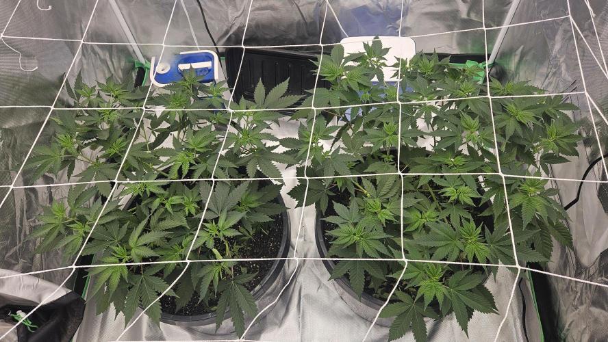 Can i get some purps. Week 8