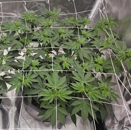 Can i get some purps. Week 9