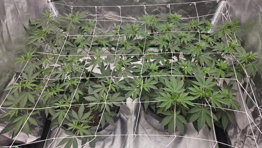 Can i get some purps. Week 9