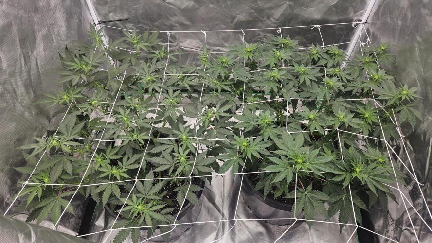 Can i get some purps. Week 9