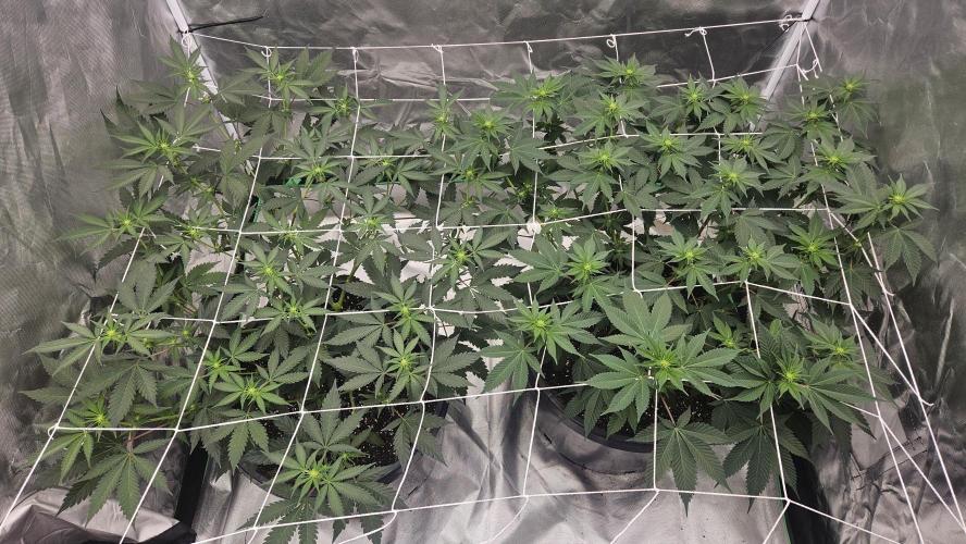 Can i get some purps. Week 9