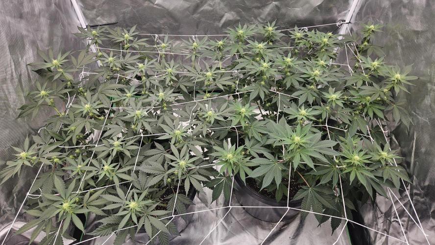 Can i get some purps. Week 10