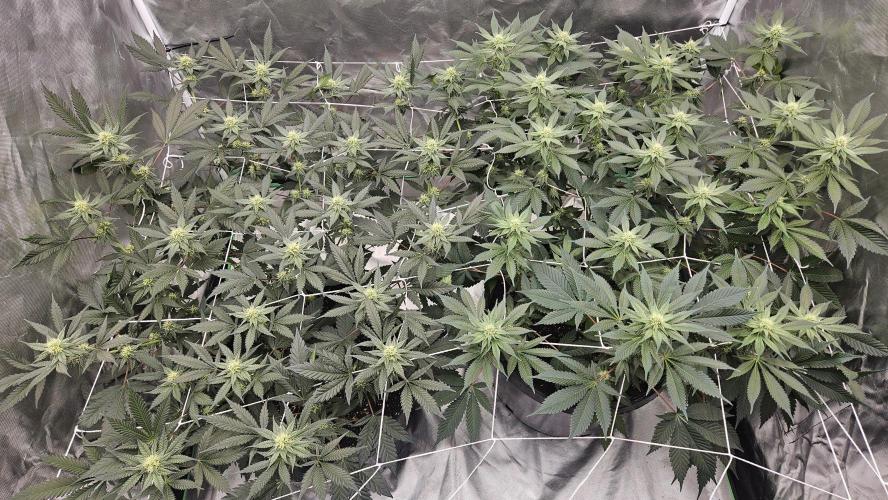 Can i get some purps. Week 11