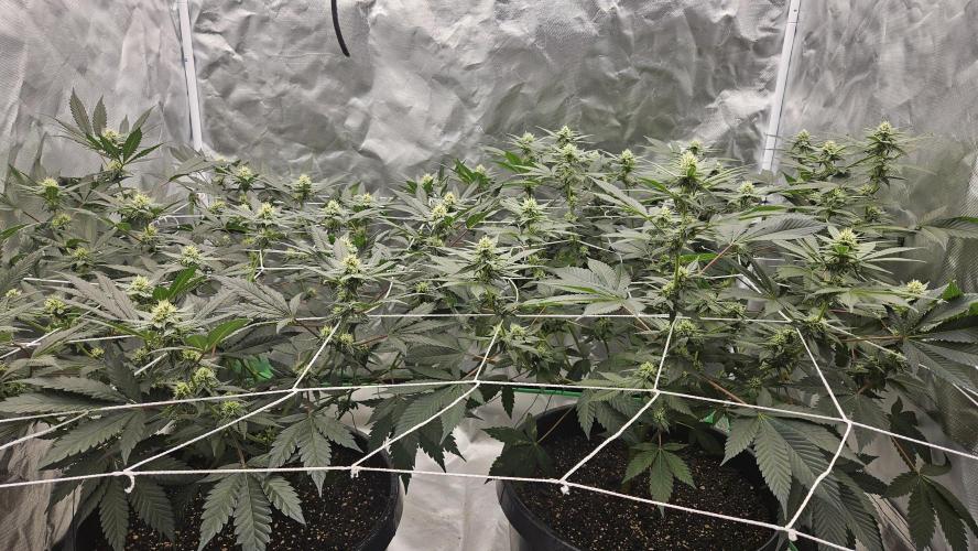 Can i get some purps. Week 11