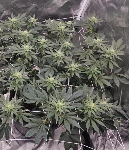 Can i get some purps. Week 11