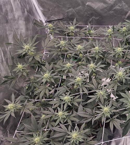 Can i get some purps. Week 11