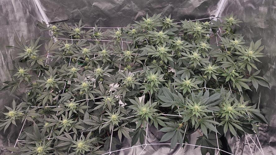 Can i get some purps. Week 11