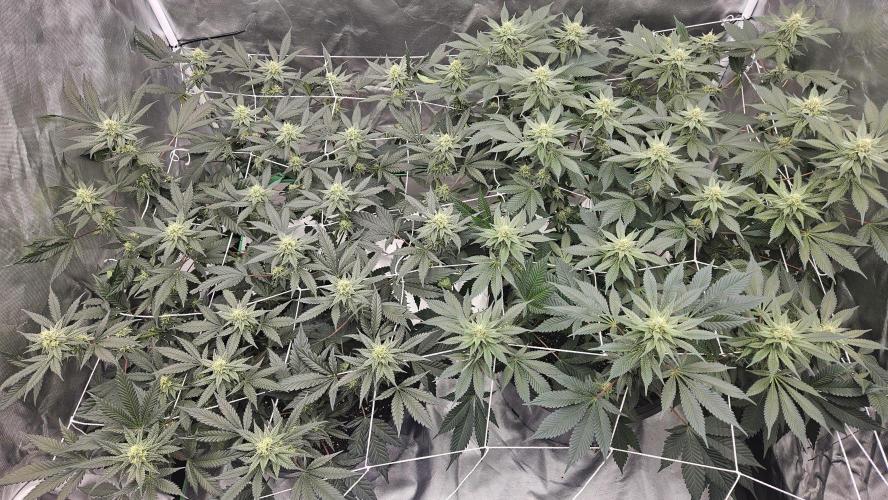 Can i get some purps. Week 12
