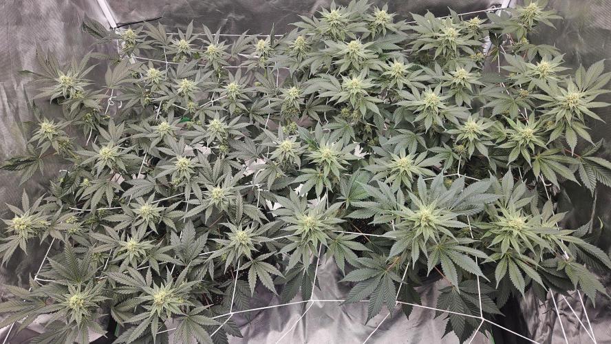 Can i get some purps. Week 12