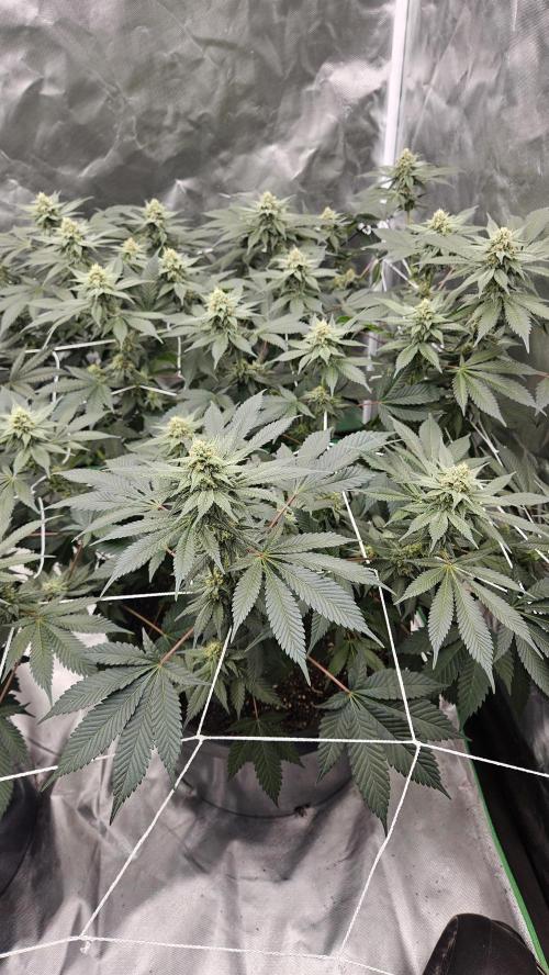 Can i get some purps. Week 12