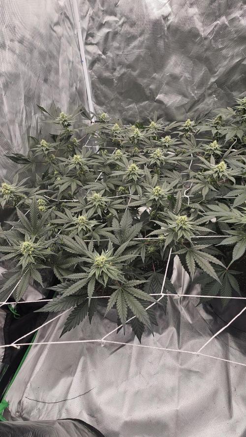 Can i get some purps. Week 12