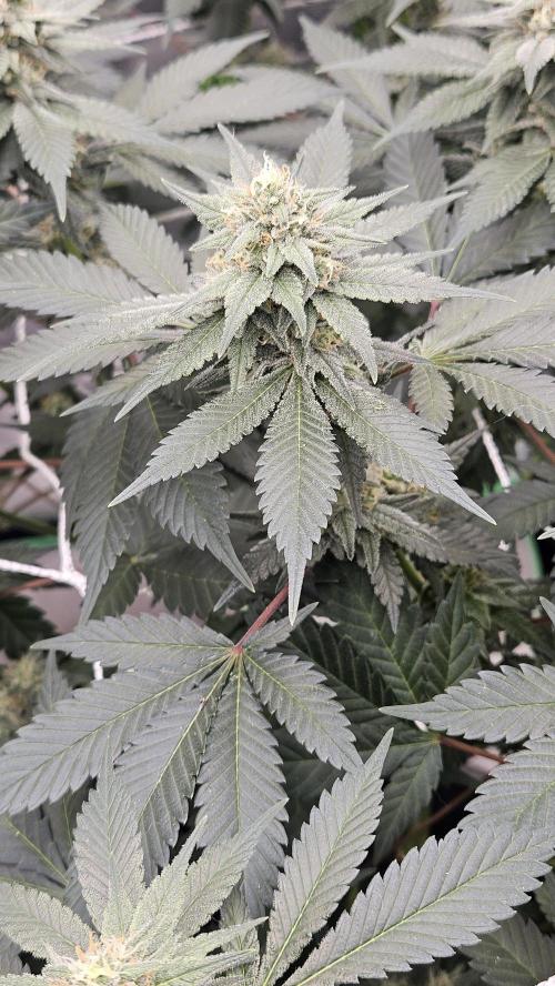 Can i get some purps. Week 12