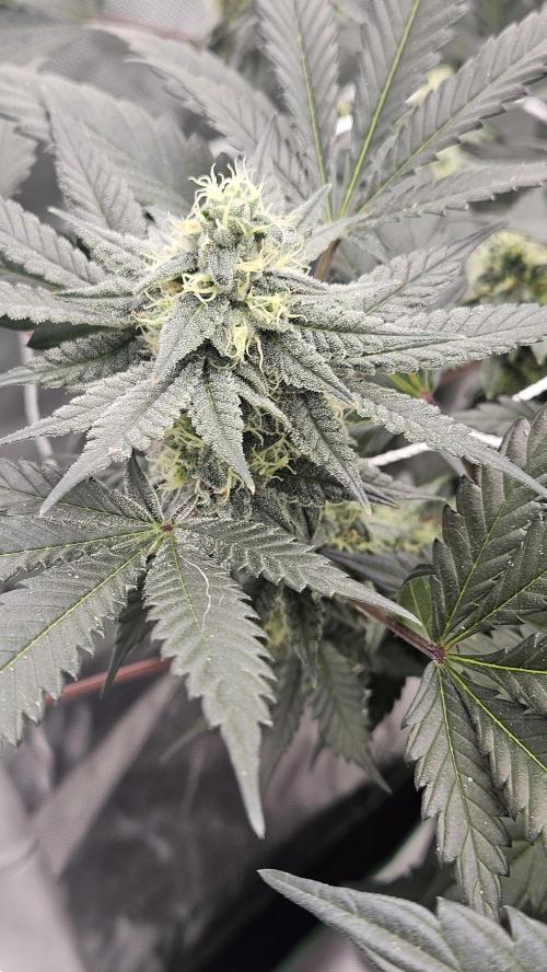 Can i get some purps. Week 12