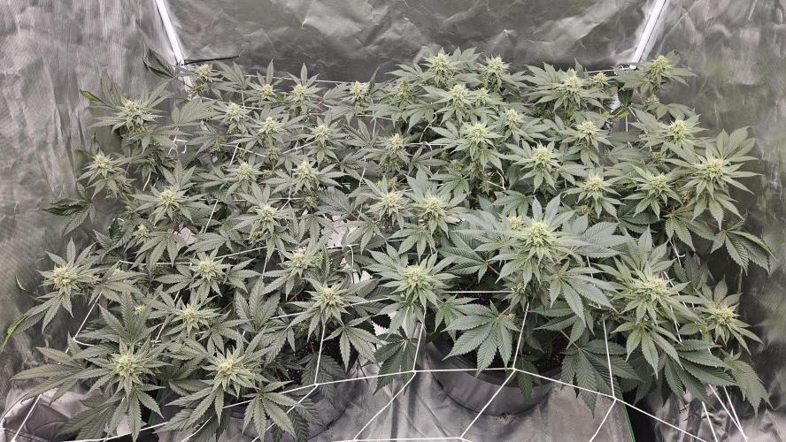 Can i get some purps. Week 13