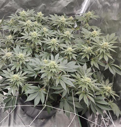 Can i get some purps. Week 13