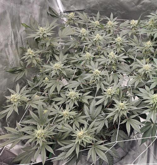 Can i get some purps. Week 13