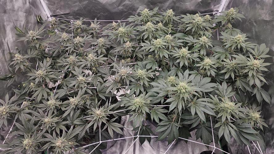 Can i get some purps. Week 14