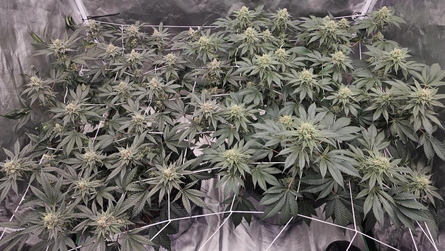 Can i get some purps. Week 14