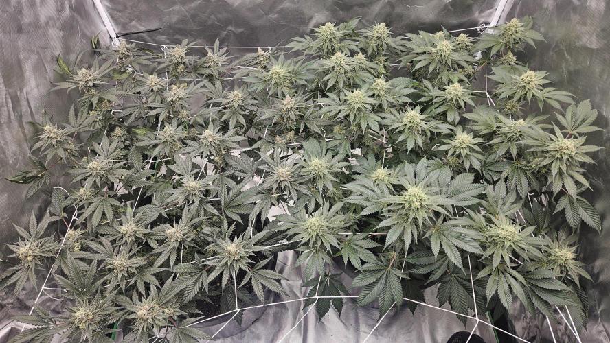 Can i get some purps. Week 14