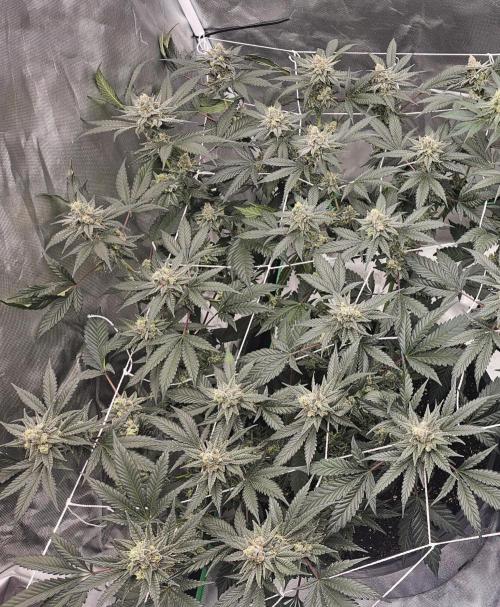 Can i get some purps. Week 14