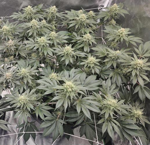 Can i get some purps. Week 14