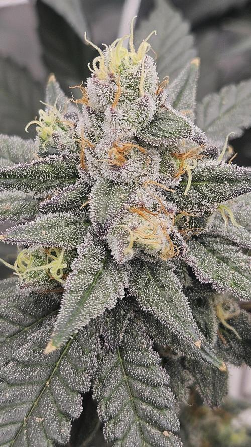 Can i get some purps. Week 14