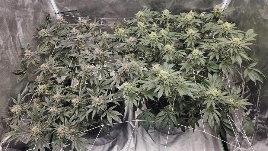 Can i get some purps. Week 15