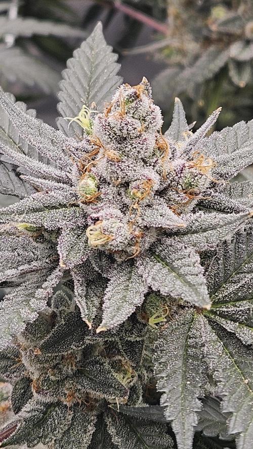 Can i get some purps. Week 15