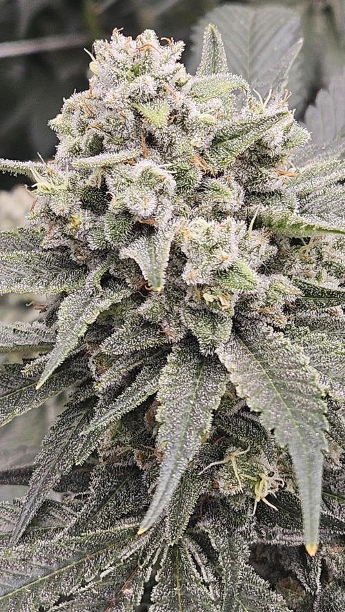 Can i get some purps. Week 15